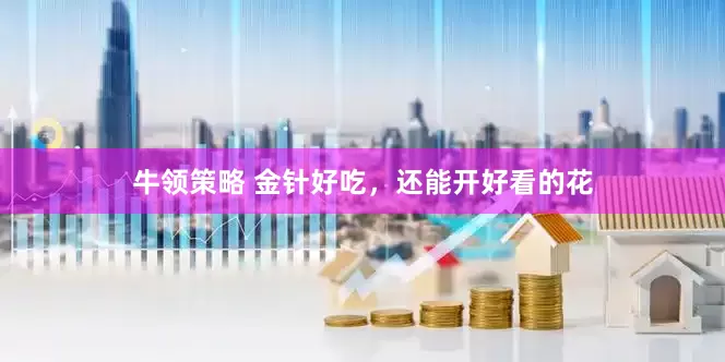 牛领策略 金针好吃，还能开好看的花